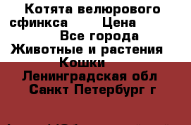 Котята велюрового сфинкса. .. › Цена ­ 15 000 - Все города Животные и растения » Кошки   . Ленинградская обл.,Санкт-Петербург г.